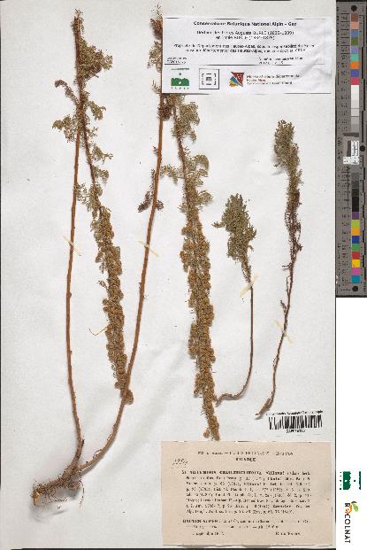 spécimen de Artemisia chamaemelifolia