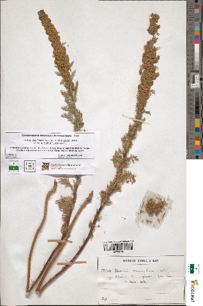 spécimen de Artemisia chamaemelifolia