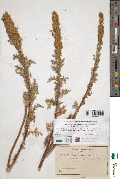 spécimen de Artemisia chamaemelifolia