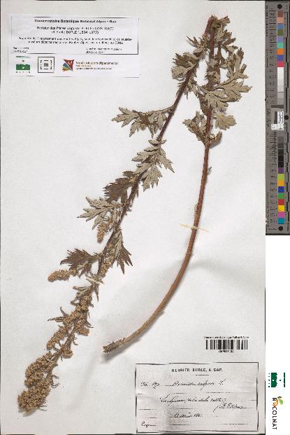 spécimen de Artemisia vulgaris