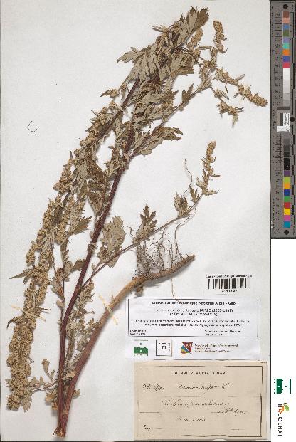 spécimen de Artemisia vulgaris