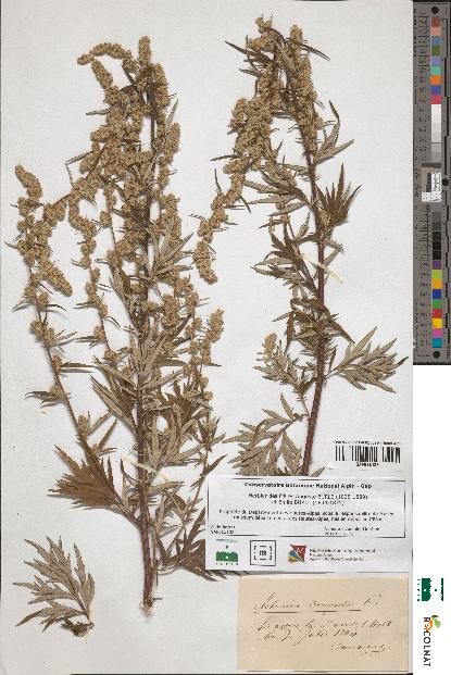 spécimen de Artemisia vulgaris