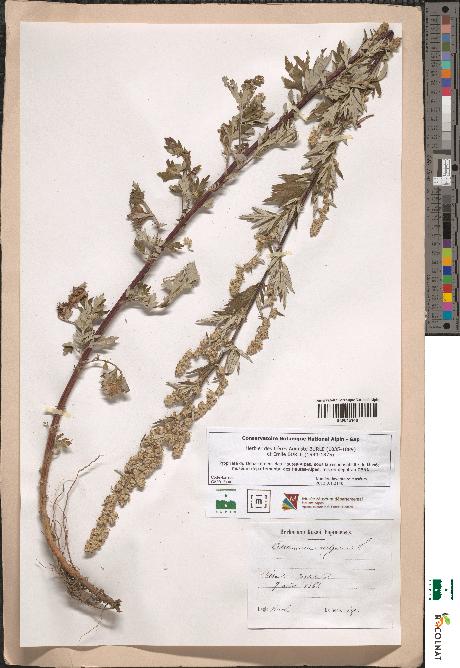 spécimen de Artemisia vulgaris