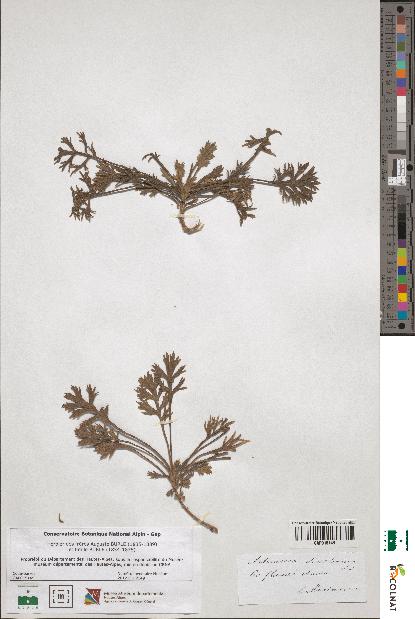 spécimen de Artemisia desertorum