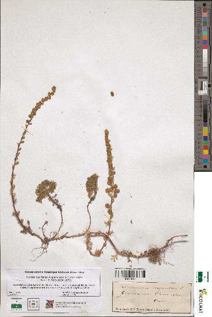 spécimen de Artemisia rupestris