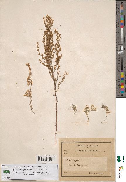 spécimen de Artemisia monogyna