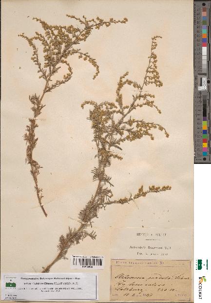 spécimen de Artemisia fragrans