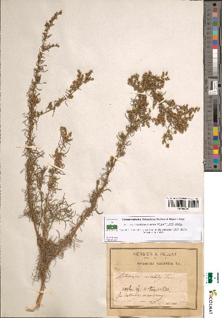 spécimen de Artemisia variabilis