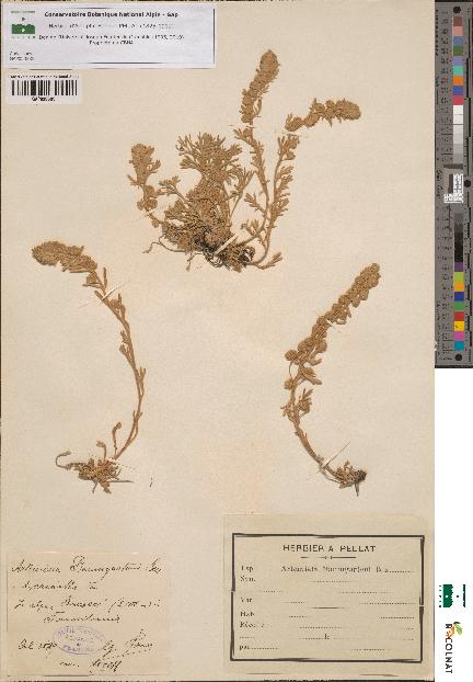 spécimen de Artemisia baumgartenii