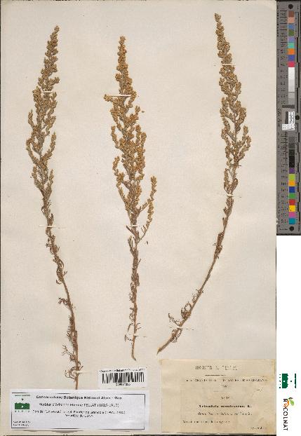 spécimen de Artemisia caerulescens