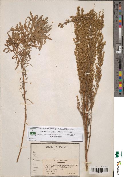 spécimen de Artemisia caerulescens