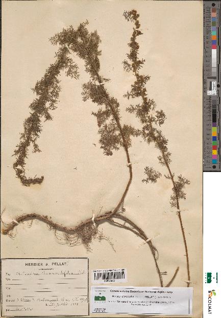 spécimen de Artemisia chamaemelifolia