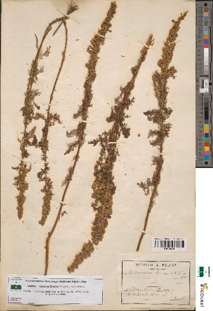 spécimen de Artemisia chamaemelifolia