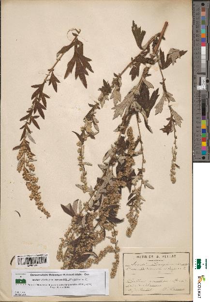 spécimen de Artemisia vulgaris