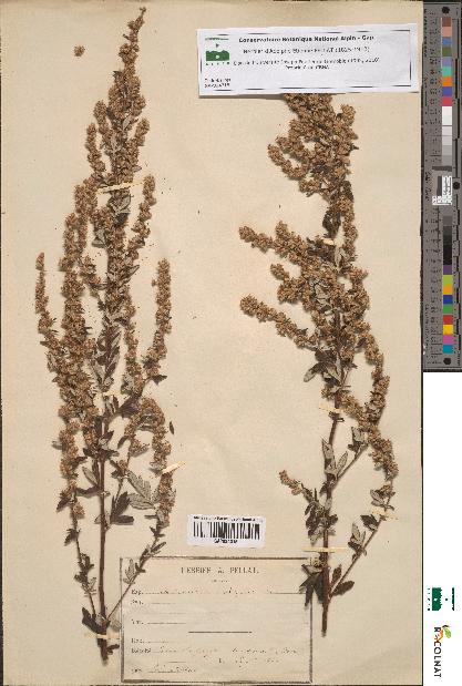 spécimen de Artemisia vulgaris