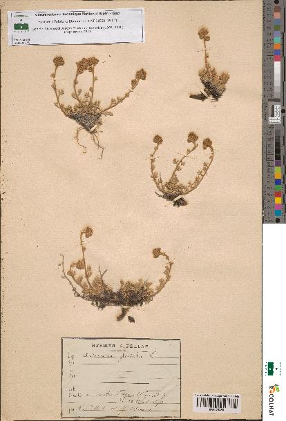 spécimen de Artemisia glacialis