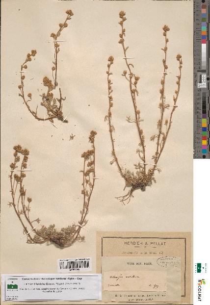 spécimen de Artemisia mutellina