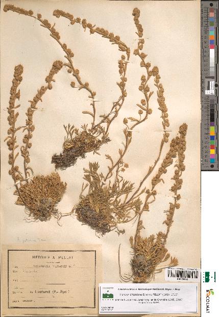 spécimen de Artemisia mutellina