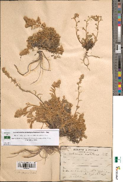 spécimen de Artemisia mutellina