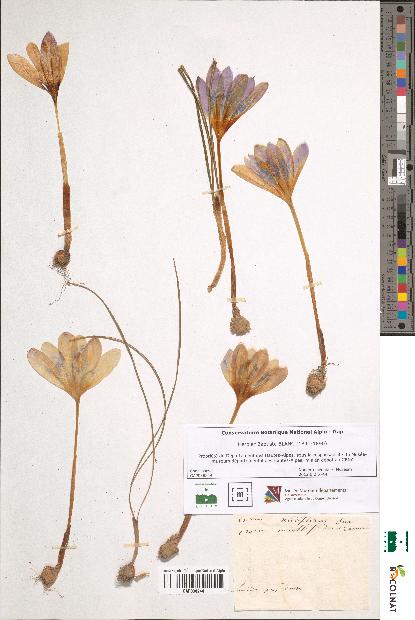 spécimen de Crocus nudiflorus