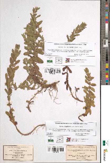 spécimen de Teucrium scordium