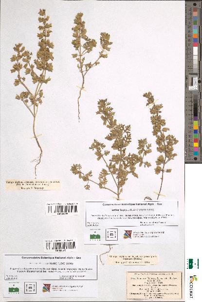 spécimen de Teucrium botrys