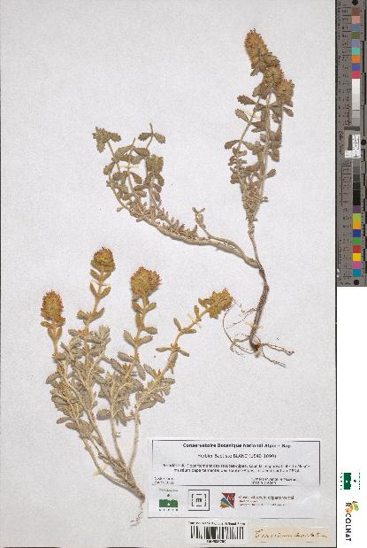 spécimen de Teucrium capitatum