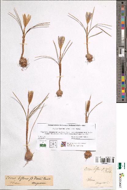 spécimen de Crocus biflorus