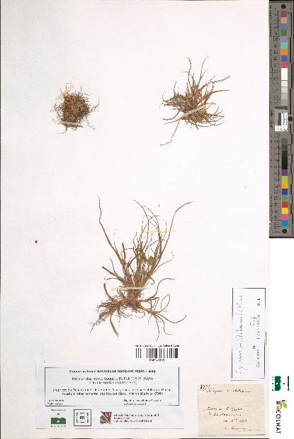 spécimen de Scirpus michelianus