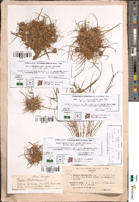 spécimen de Scirpus michelianus