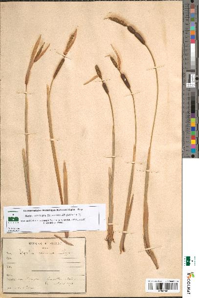 spécimen de Typha minima