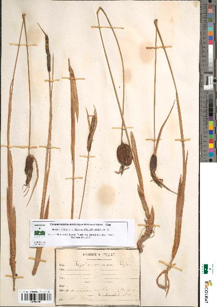 spécimen de Typha minima
