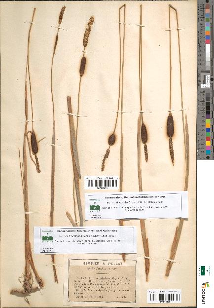 spécimen de Typha minima