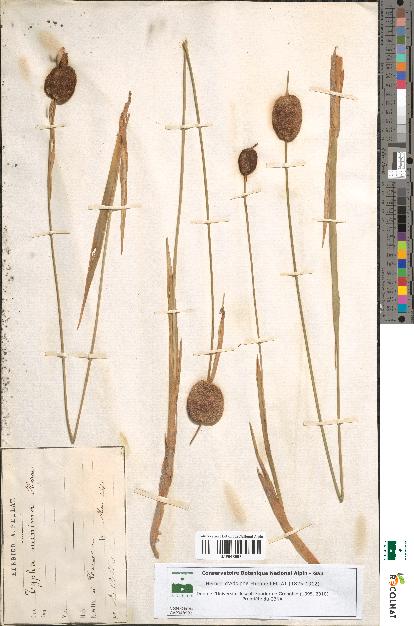 spécimen de Typha minima