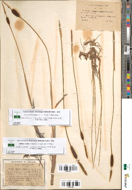 spécimen de Typha minima