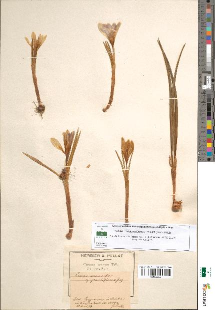 spécimen de Crocus vernus