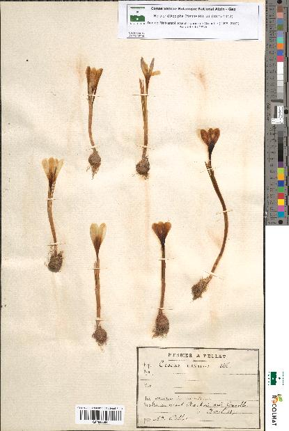 spécimen de Crocus vernus