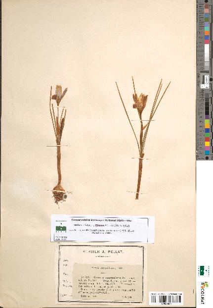 spécimen de Crocus suaveolens