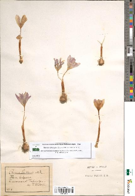 spécimen de Crocus pallasii