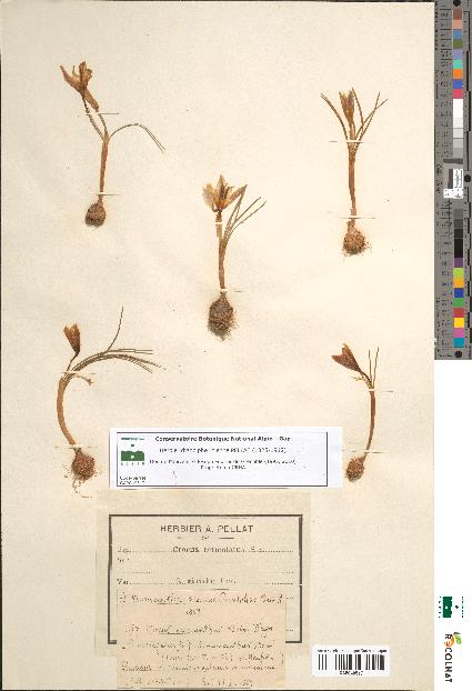 spécimen de Crocus reticulatus