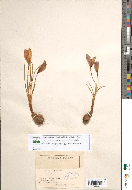 spécimen de Crocus longiflorus