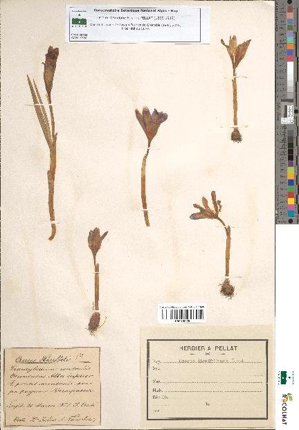 spécimen de Crocus heuffelianus