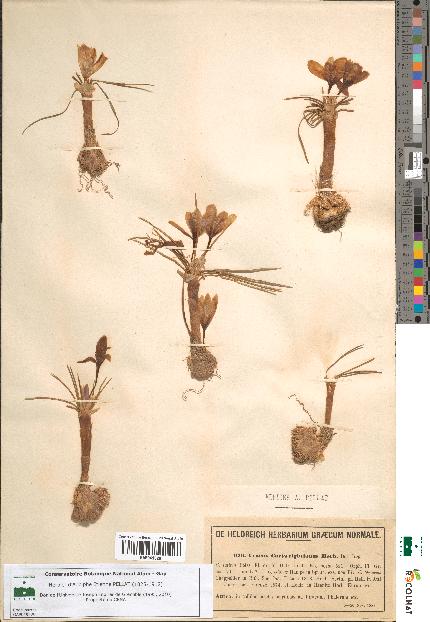 spécimen de Crocus cartwrightianus