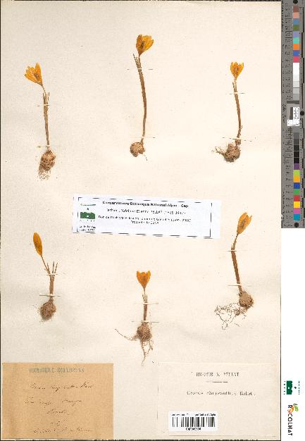 spécimen de Crocus chrysanthus