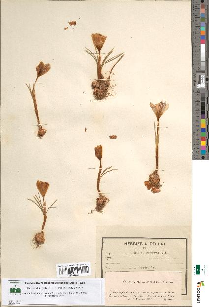 spécimen de Crocus biflorus