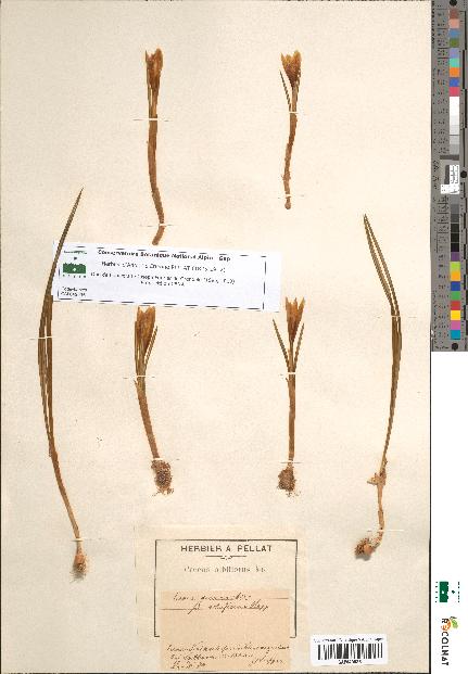 spécimen de Crocus albiflorus