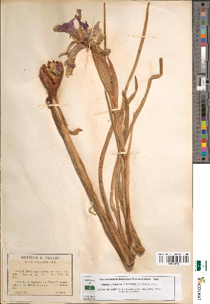 spécimen de Iris xiphioides