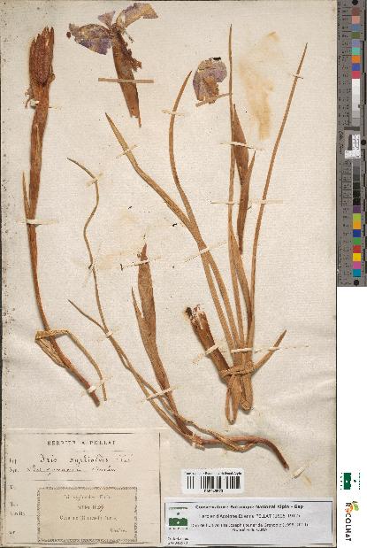 spécimen de Iris xiphioides