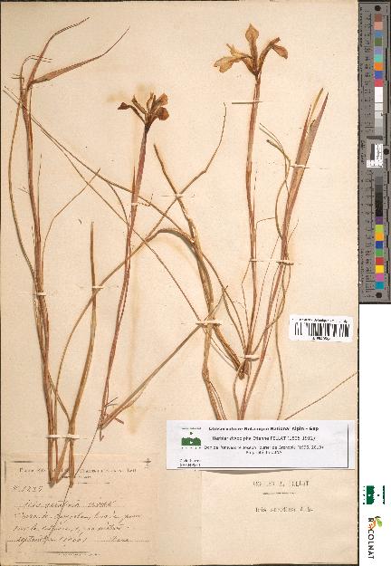 spécimen de Iris serotina