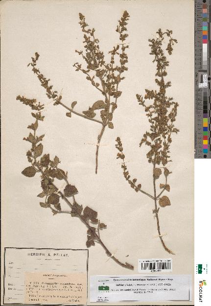 spécimen de Calamintha menthaefolia